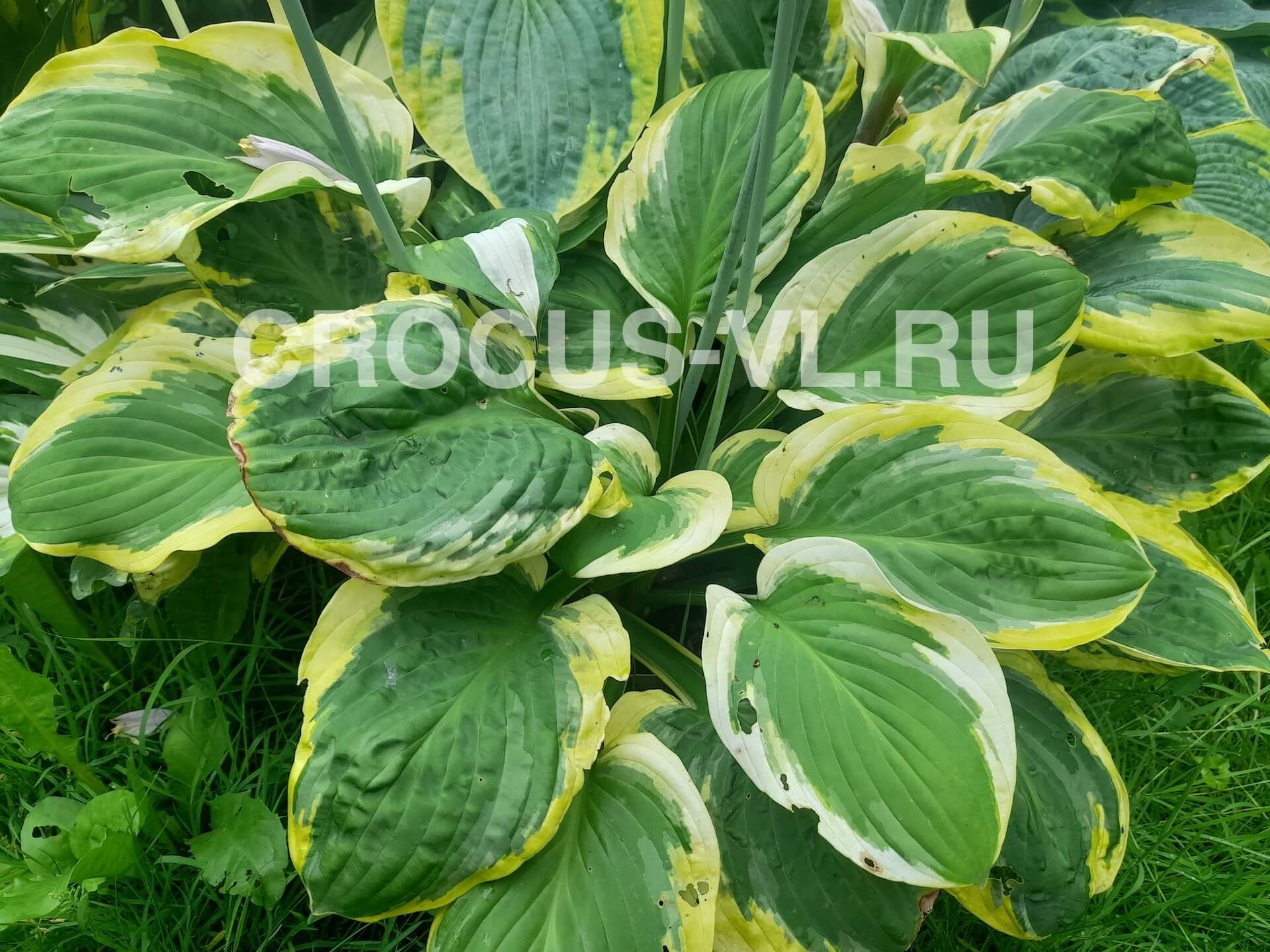 Хоста гибридная «Brim Cup»